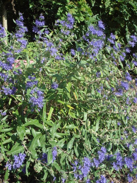 Caryopteris x clandonensis (2)